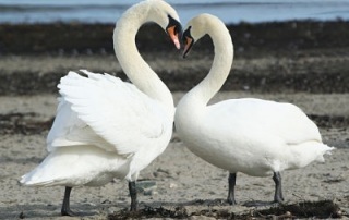 Swans