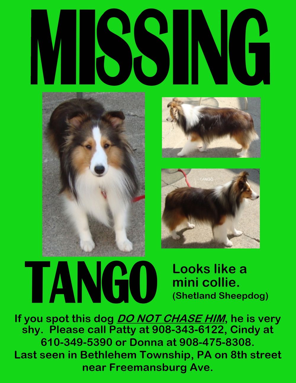 Lost Pet Flyer Love Healing And Miracles